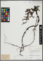 Foto von Salix alpina Scop.